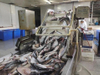 Fish processing waste dryer