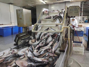 Fish processing waste dryer