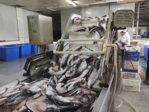 Fish processing waste dryer