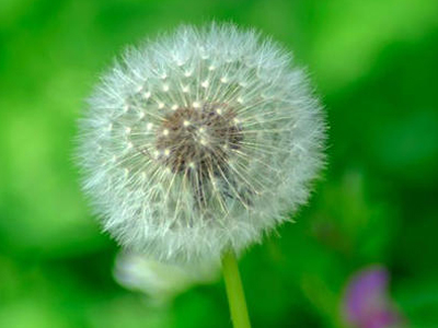 Dandelion Extract Dryer