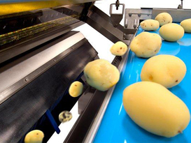 Potato Processing Waste Dryer
