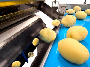 Potato Processing Waste Dryer