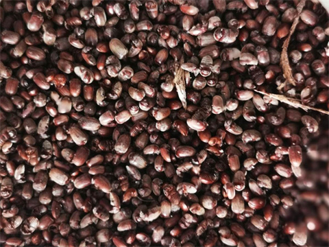 Distiller's grains dryer