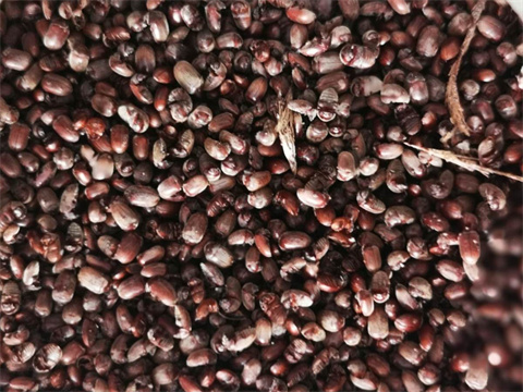 Distiller's grains dryer