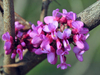 Bauhinia extract dryer