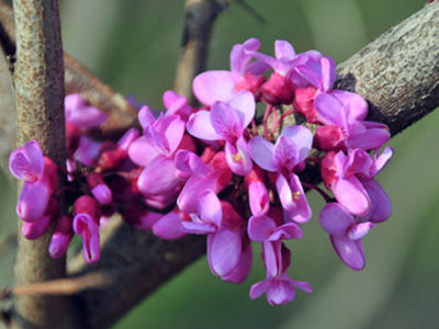 Bauhinia extract dryer