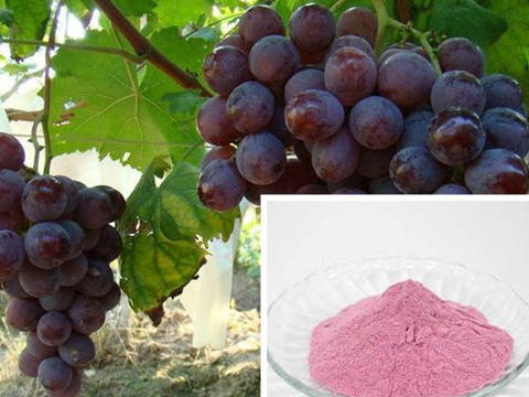 Grape Powder Dryer